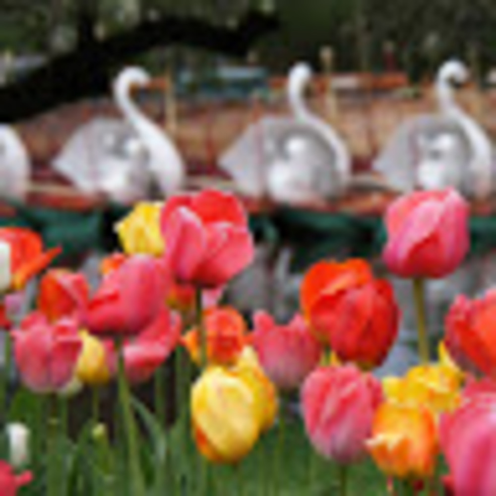 Meet your Posher, Charlotte